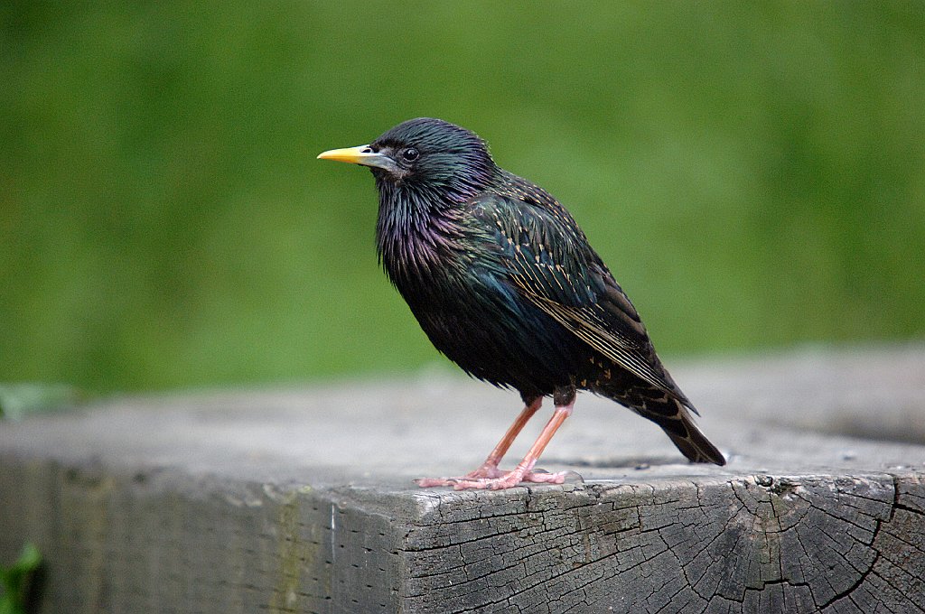 Starling, European, 2006-06140583 Halifax, NS.JPG - European Starling, Halifax, Nova Scotia, 6-17-2006